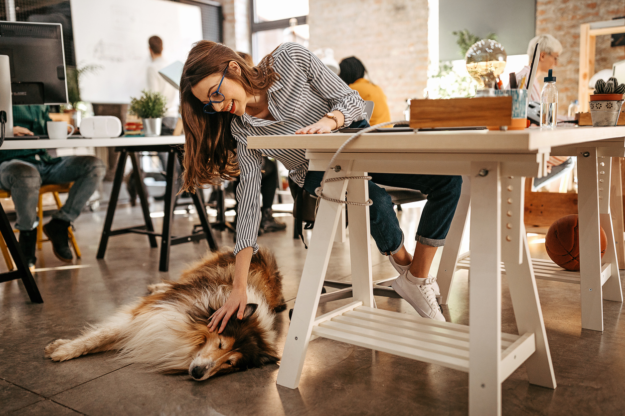 Benefits of having an office dog and dog friendly offices